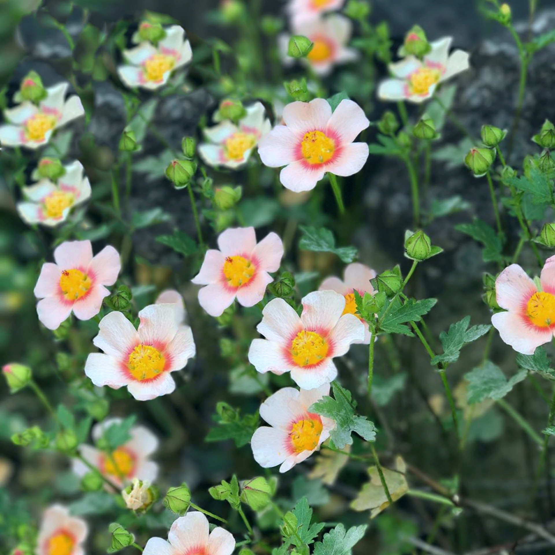 蔓锦葵盆栽 malvastrum 多年生耐寒耐热 庭院地被 垂吊藤蔓植物