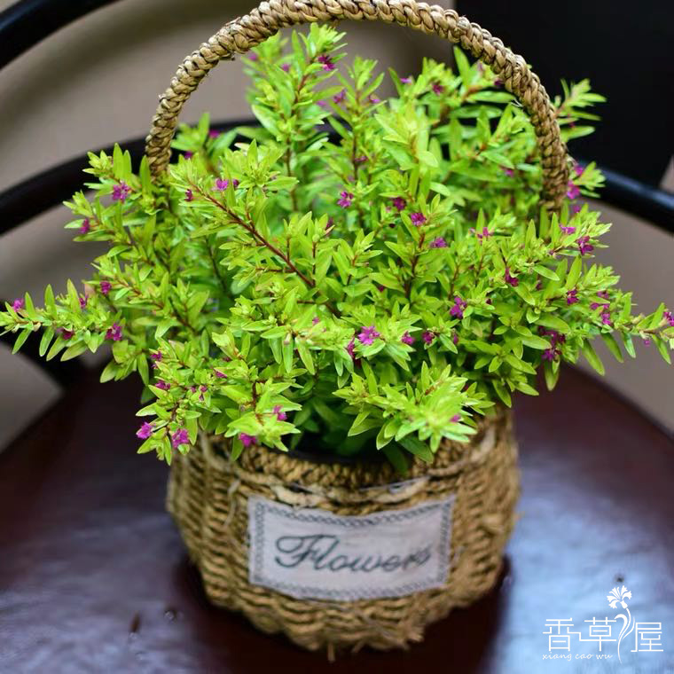 金叶雪茄花盆栽细叶满天星常绿灌木花境庭院窗台桌面四季开花耐热