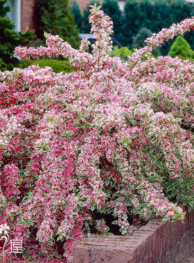 花叶锦带 Weigela florida ‘Variegata’ 多年生耐寒耐热 盆栽