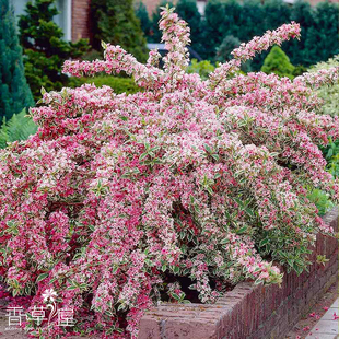 花叶锦带 Weigela florida ‘Variegata’ 多年生耐寒耐热 盆栽