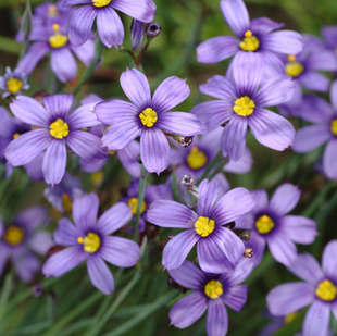 庭菖蒲'岩点庭院植物 Sisyrinchium bellum 'Rocky Point草本花卉