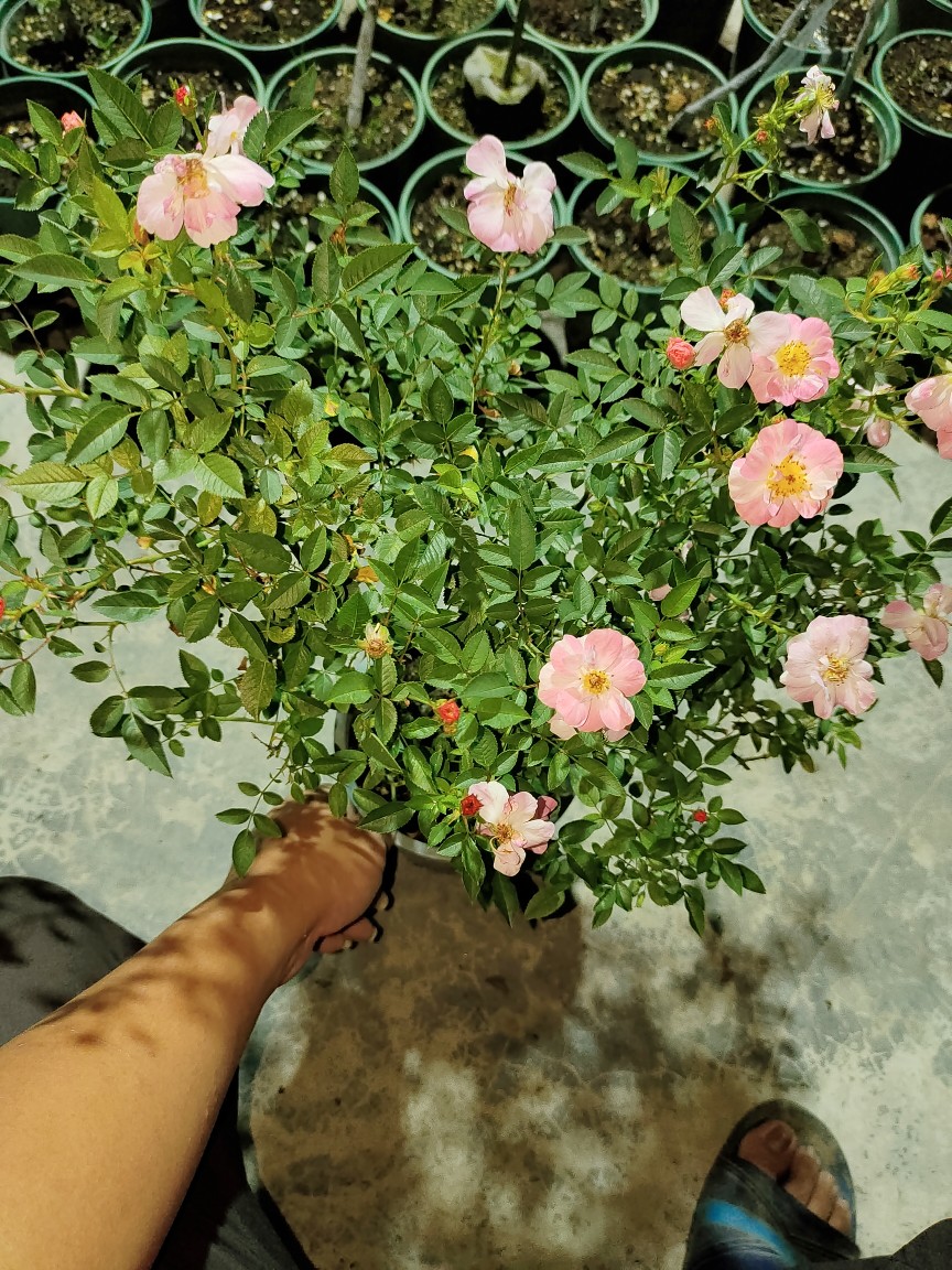 【一物一拍】微型莉莉 微月月季玫瑰蔷薇花 扦插大苗勤花多头开花