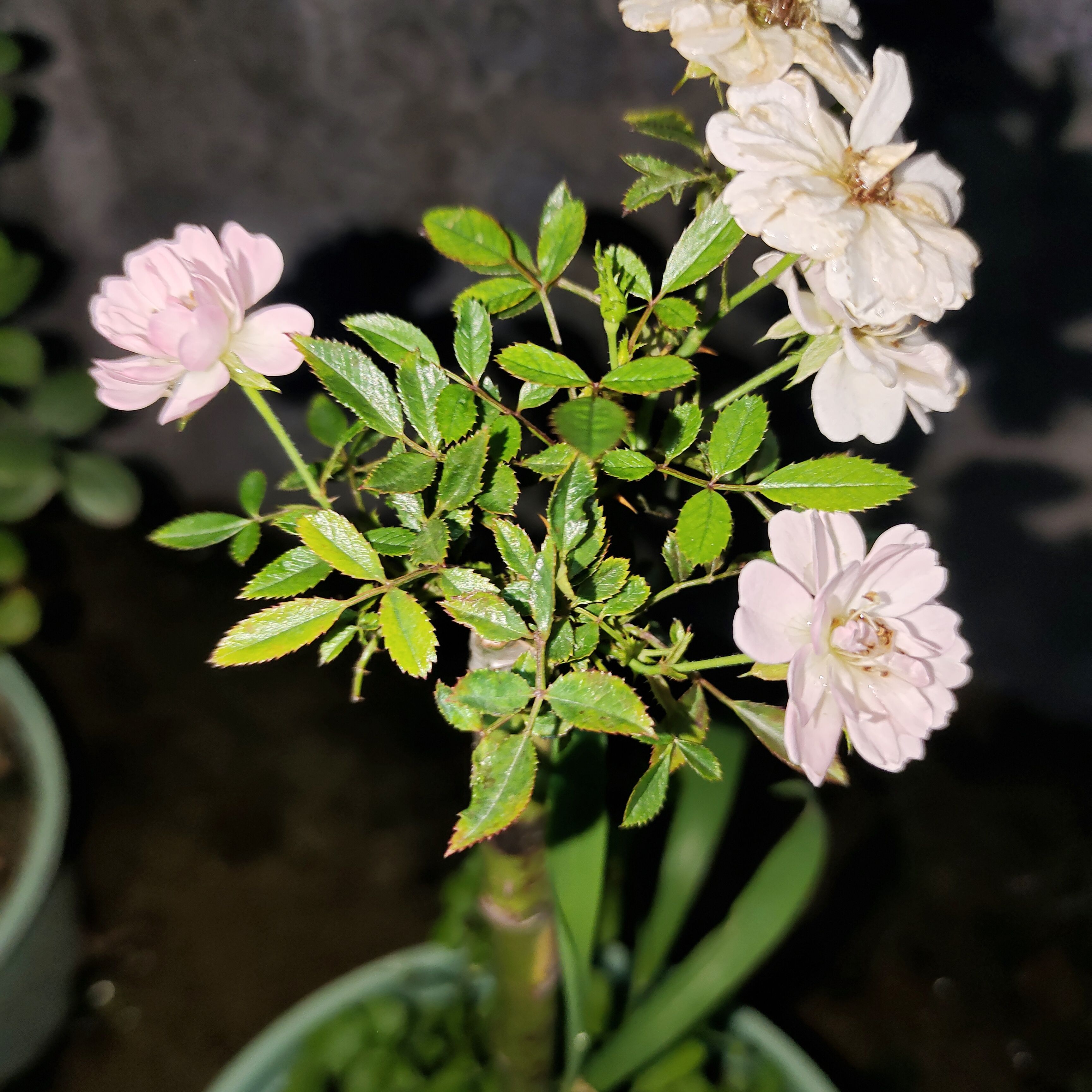 樱花镜重樱超微月季玫瑰花苗盆栽带花苞四季开花阳台庭院花卉植物