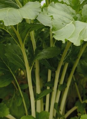 高杆白菜种子长杆白菜高山箭杆白高梗白可腌制春秋季易播蔬菜种籽