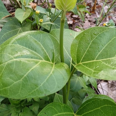 苦叶菜种子苦菜尖藤叶菜树上野菜多年生草本植物种籽云南特产菜籽