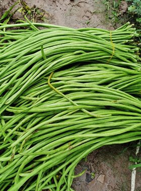 长豆角种子豇豆嫩姜豆角豆挂豆角长豇豆酸豆角高产型农家蔬菜种籽