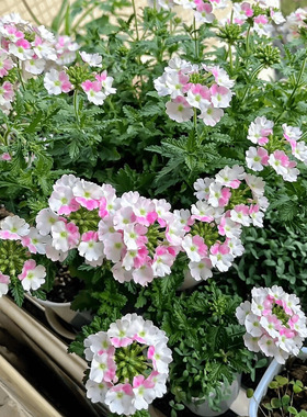 美女樱种子草草花皇后爆花花期长花量大易播种多年生花卉植物种籽