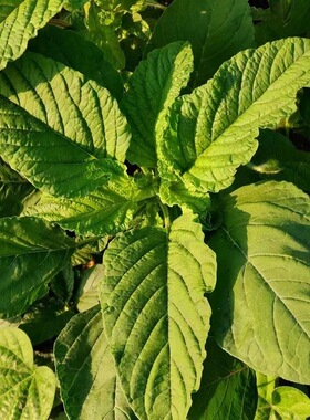 绿色米苋菜种子农家蔬菜银银菜绿苋菜天然人汉菜野菜可食用叶菜籽