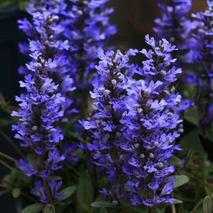 筋骨草种子耐旱耐热四季可种好养护懒人花园地被阳台盆栽多年生花