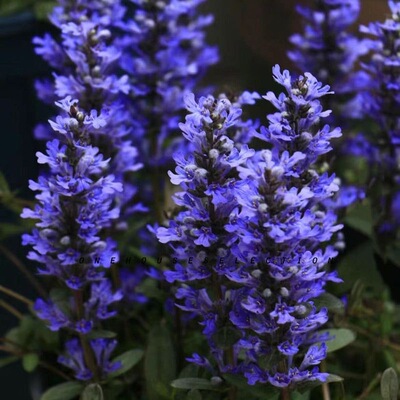 筋骨草种子耐旱耐热四季可种好养护懒人花园地被阳台盆栽多年生花