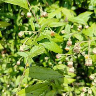 东风草种子毛千里光九里明草药黄花地胆草大头艾纳香一年生草本籽