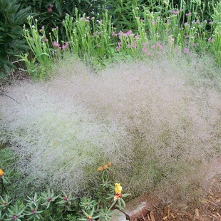 美丽云草种子观赏草喷泉草种籽鲜花配花网红搭配切花配草插花室外