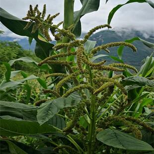 红天须米种子天星米汉菜籽天须米粑粑炒面非白天须米五谷米种籽