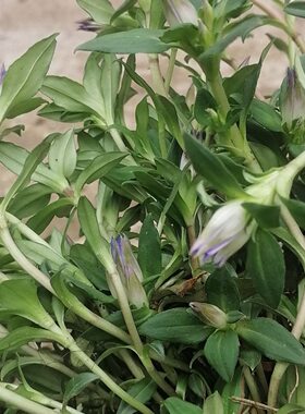 小龙胆草种子云南中草药植物盆栽南北方庭院阳台花卉草本植物种籽