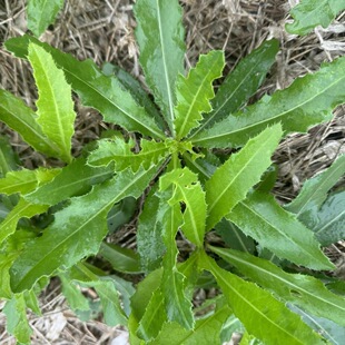 野生刺儿菜种子小蓟七七菜萋菜小刺菜刺蓟鼻血草刺角菜野菜种籽