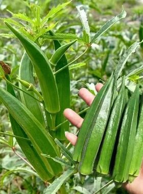 农家水果秋葵种子蔬菜羊角豆青嫩秋葵高产绿秋葵凉拌炒菜蔬果种籽