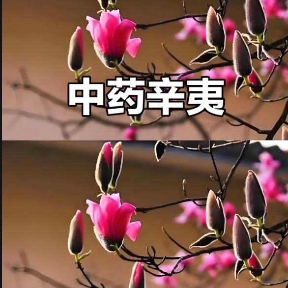 玉兰花辛夷花树种子中药材庭院地栽别墅绿化多年生树木紫玉兰花籽,鲜花速递/花卉仿真/绿植园艺,家庭园艺种子,淘宝优惠券,粉丝福利购,淘宝优惠卷