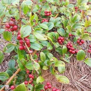 野生中药材金刚藤种子金刚刺野生菝葜金刚藤铁菱角煲汤泡酒植物籽
