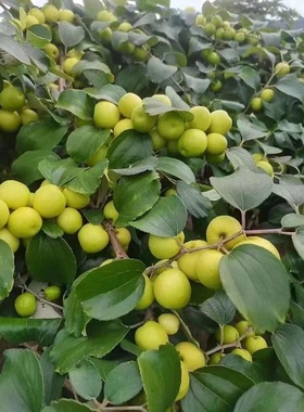 云南酸麻阔果种籽正宗酸枣嫁接青枣果树水果树孕妇酸脆酸枣果种子