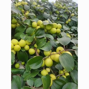 云南酸麻阔果种籽正宗酸枣嫁接青枣果树水果树孕妇酸脆酸枣果种子