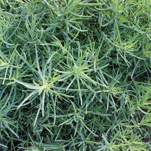 野生黄须菜种子盐碱地碱性野菜西菜海蓬碱蓬饺子凉拌多年生蓬菜籽