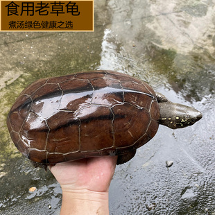 食用老草龟外塘中华草龟母龟下蛋龟煮汤药用龟苓膏辅料龟观赏龟