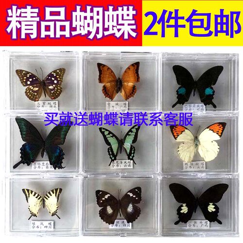 透明展翅价格 透明展翅图片 星期三
