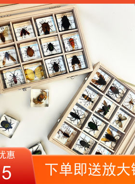 真蝴蝶树脂教具教学昆虫标本动物