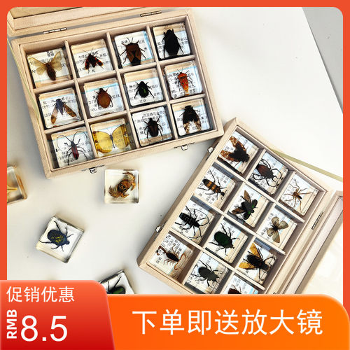 真蝴蝶树脂教具教学昆虫标本动物