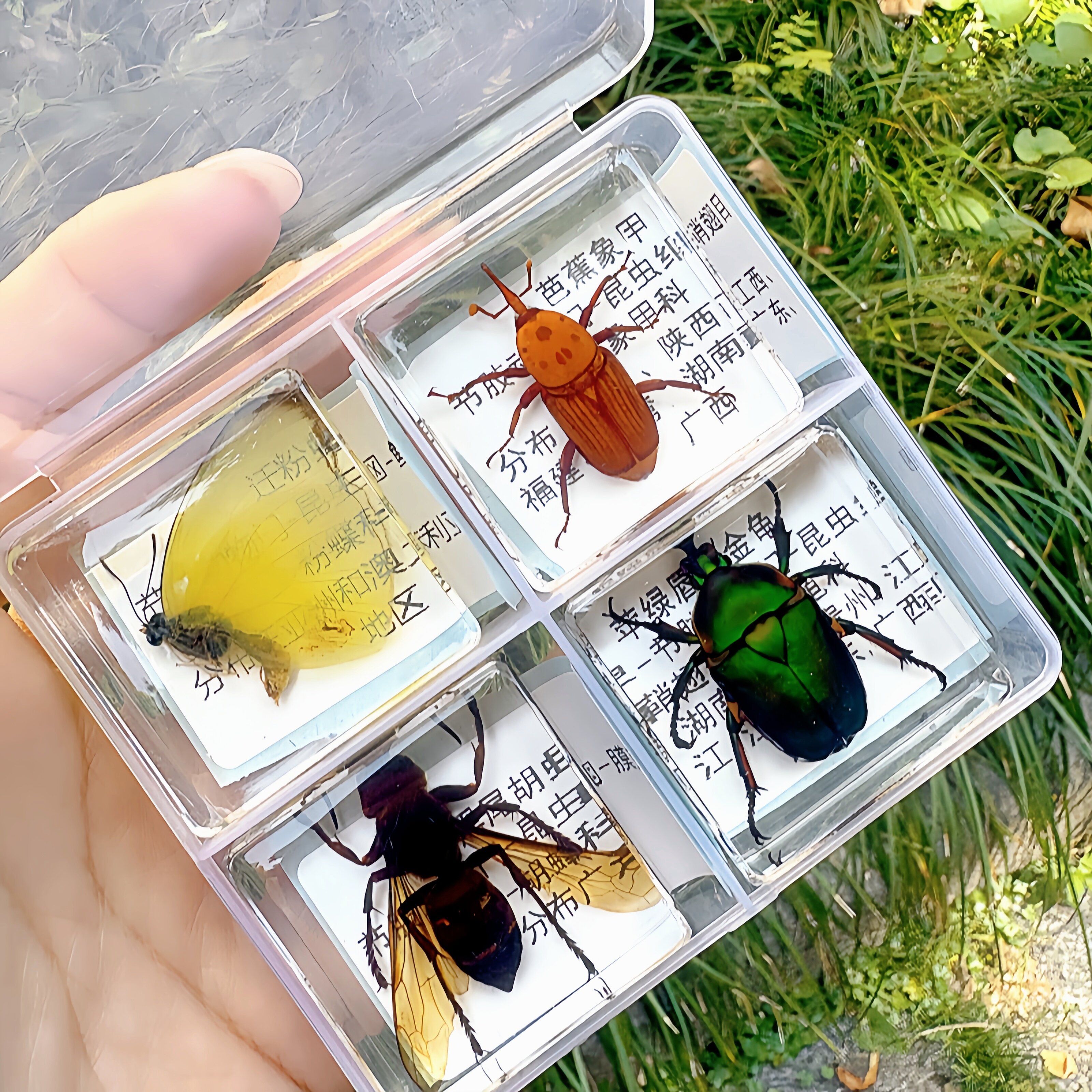自然科学真实昆虫动物标本树脂包埋蜻蜓蝴蝶蜈蚣蜜蜂蜘蛛蝎子植物