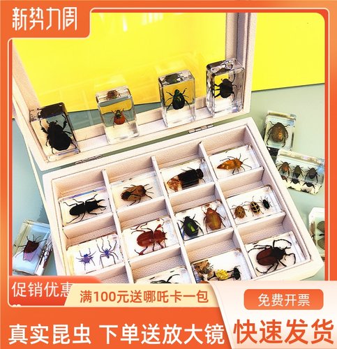 昆虫标本动物蝗虫蜘蛛植物海洋