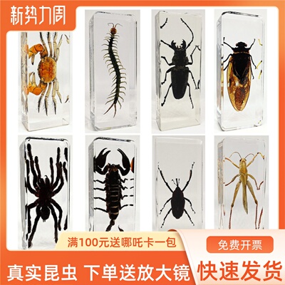 新款真实昆虫标本树脂螳螂甲虫