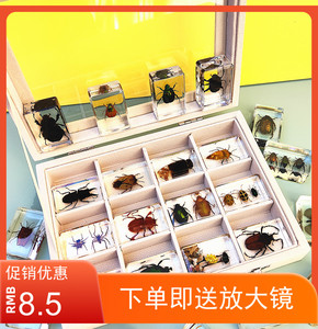 儿童科普幼儿园小动物真实昆虫标本树脂蝎子锹甲虫金龟蜜蜂蜻蜓等