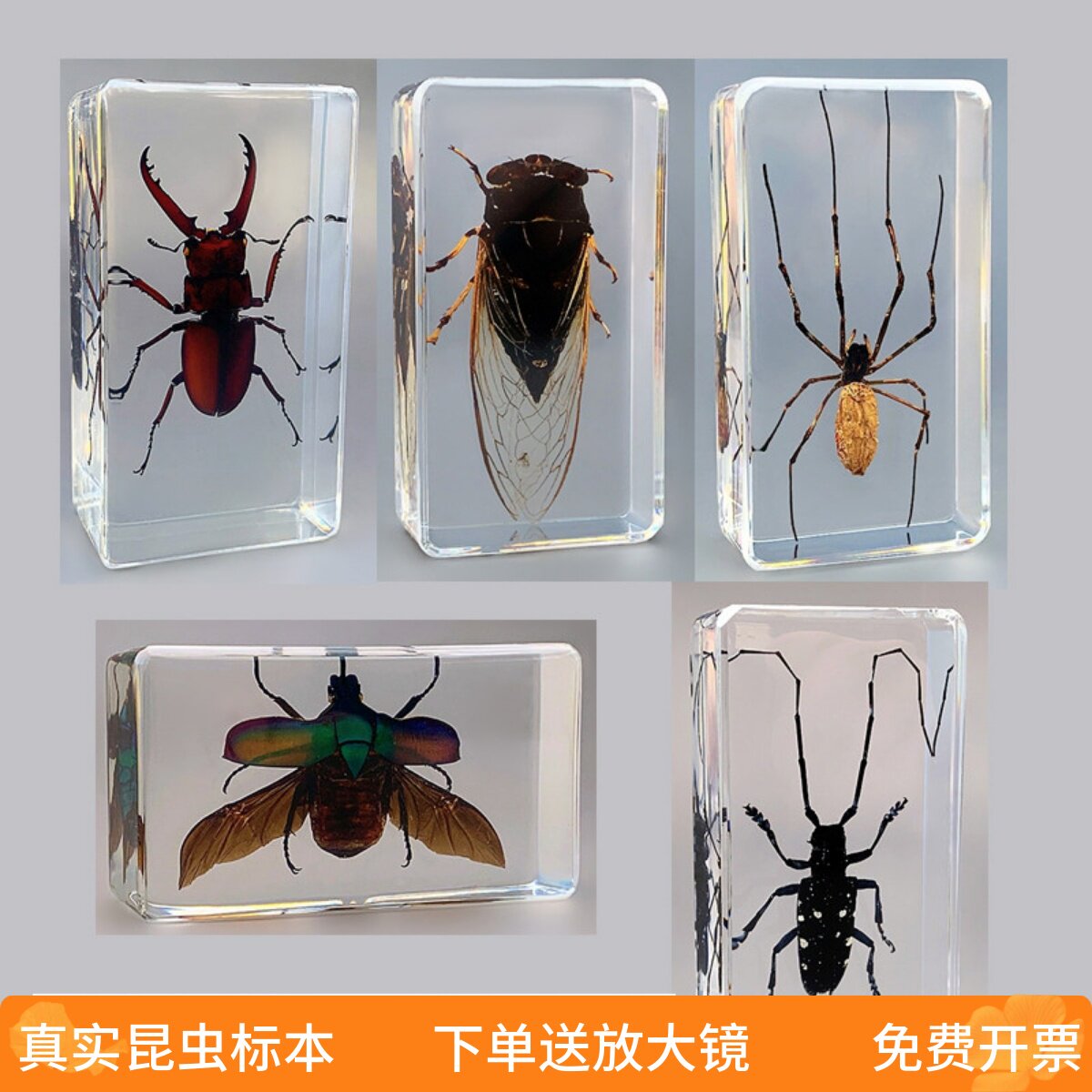 幼儿园真实动物昆虫树脂标本蟋蟀蜘蛛蝎子蝗虫蜈蚣蟑螂蜜蜂蝴蝶