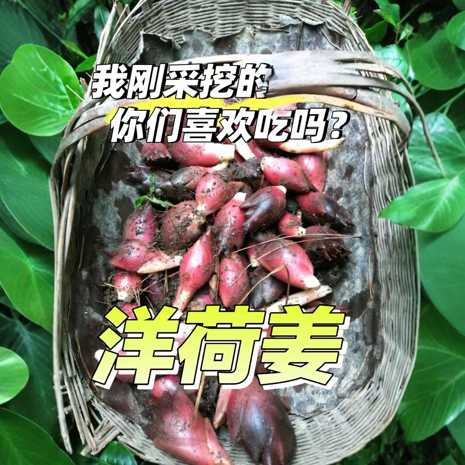 2025新鲜阳荷姜蘘荷茗荷阳霍洋河姜芽农家现挖现发新货阳禾莲花姜