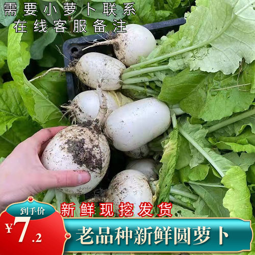 老品种圆萝卜新鲜现挖春不老