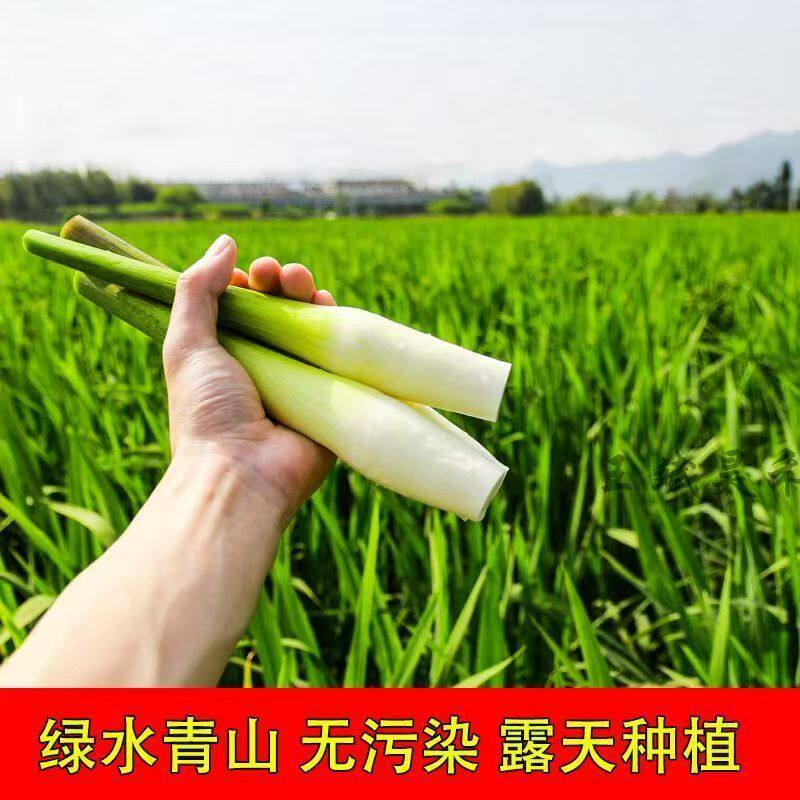 2026年新货茭白农家自种鲜笋