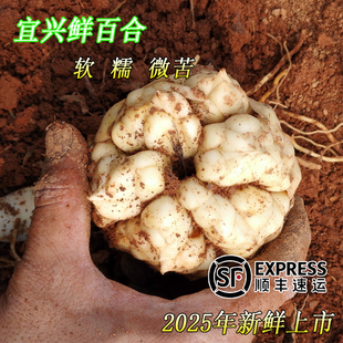 2025年新鲜大百合可晒干包邮宜兴特产现挖挑选食用微苦顺丰百合