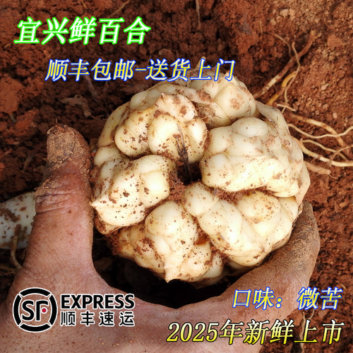 2025年宜兴大百合新鲜上市