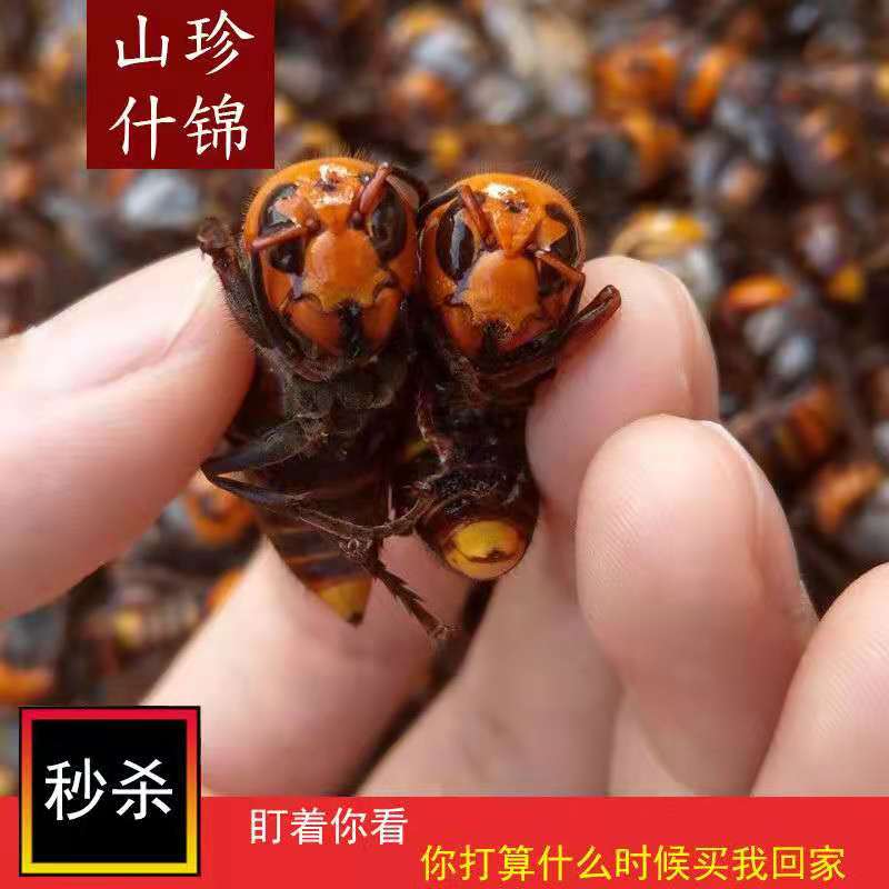 新鲜冻活蜂体金环泡酒大虎头蜂活大马蜂九里蜂大虎头蜂胡蜂大黄蜂