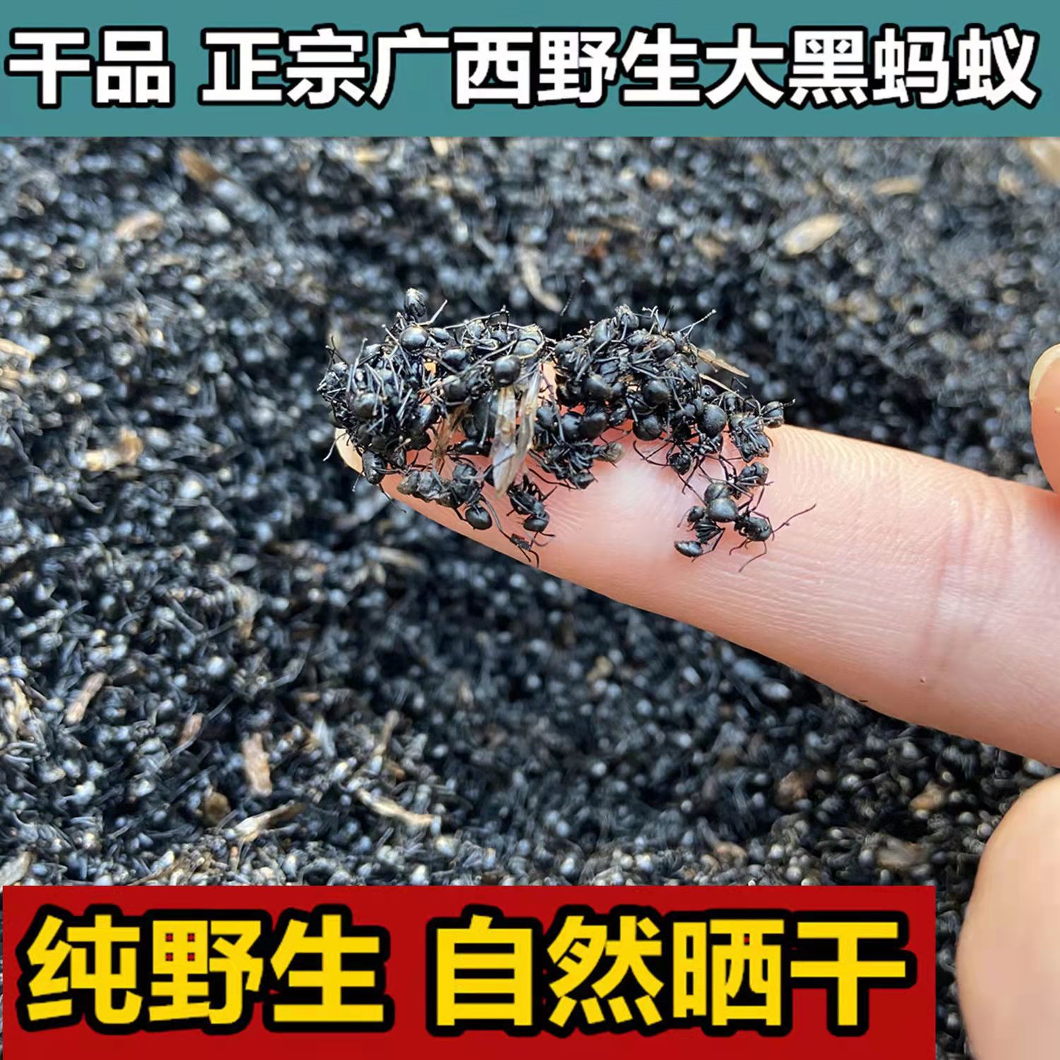 长白山黑蚂蚁东北野生拟黑多刺蚁正品特大红蚂蚁粉泡酒料泡水500g