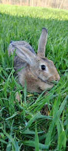 养殖场直发活体大型肉兔苗新西兰大白兔比利时巨型兔子可繁育种兔