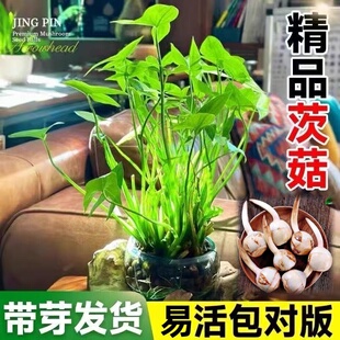 茨菇种球水培鱼缸龟缸造景净化水质慈菇水草绿植花卉慈姑