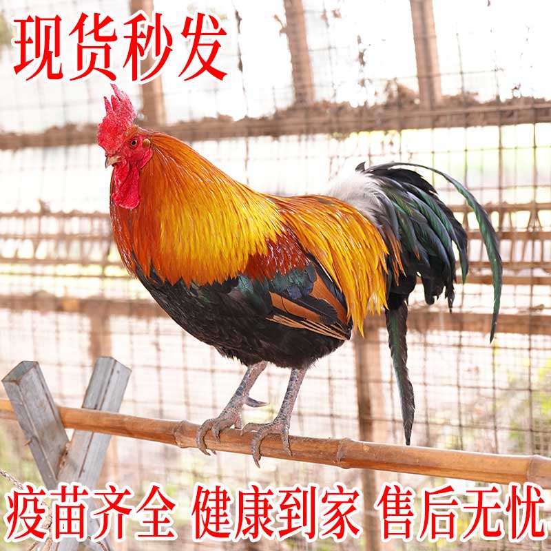 黄金五彩鸡公母一对【包活保真】