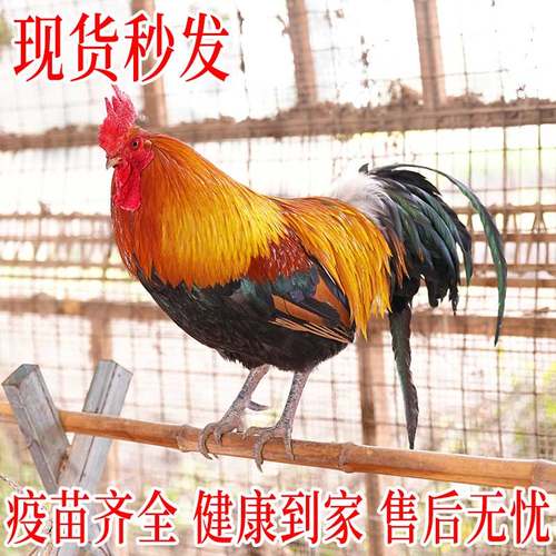 黄金五彩鸡公母一对【包活保真】