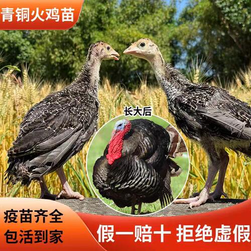青铜火鸡活苗公母一对