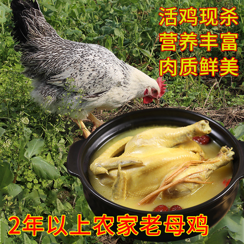 稻花鸡肉新鲜整只散养老母鸡农家珍禽茶花珍珠鸡孕妇月子煲汤营养