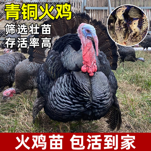 青铜火鸡种蛋受精蛋可孵化尼古拉火鸡受精种蛋包邮巨型火鸡活幼苗