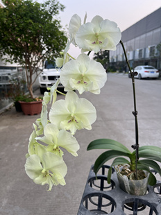 幻境森林之子绿色大舌头蝴蝶兰鲜花室内植物花期优选