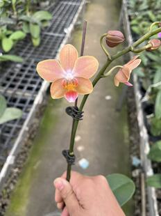 橘子甜酒趣味蝴蝶兰带香味2.5寸单花剑室内鲜花绿植盆栽